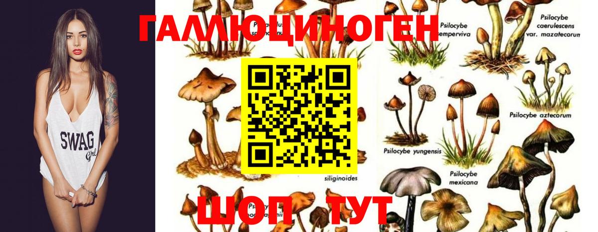 Саратов  Псилоцибиновые грибы GOLDEN TEACHER  Вход с VPN 